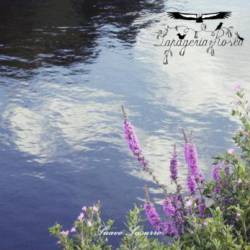 Lapageria Rosea : Suave Susurro